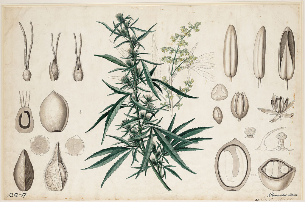 A hand-drawn botanical illustration of the cannabis plant, featuring cross sections of the seeds and close-ups of the leaves and buds.