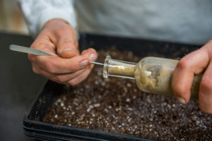 A close-up of pale, masculine hands carefully scooping seeds and sand out of a narrow-necked glass bottle with a silver instrument. The glass bottle is being held over a tray of soil.