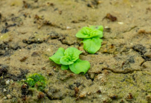 Two tiny, bright green seedlings with just a handful of leaves each are sprouting up out of some pale brown soil.