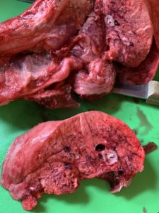 The bright red organ, the lung, has been sliced into two on the green cutting board. A cross section of either a large vein or artery is visible in the dense tissue.