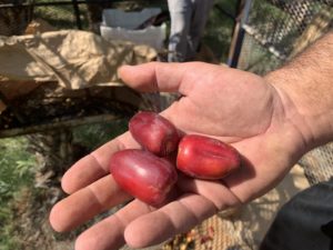 A man's hand holding three bright red dates