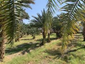 View of a verdant date palm orchard, with cloudless blue skies visible above the palms