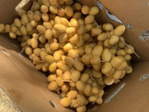 Overhead view of a cardboard box containing several bunches of bright yellow, oblong barhi dates