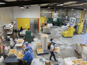 View from a second storey viewing platform into the packing facilities, where a handful of women are sorting and packing bright yellow barhi dates into boxes