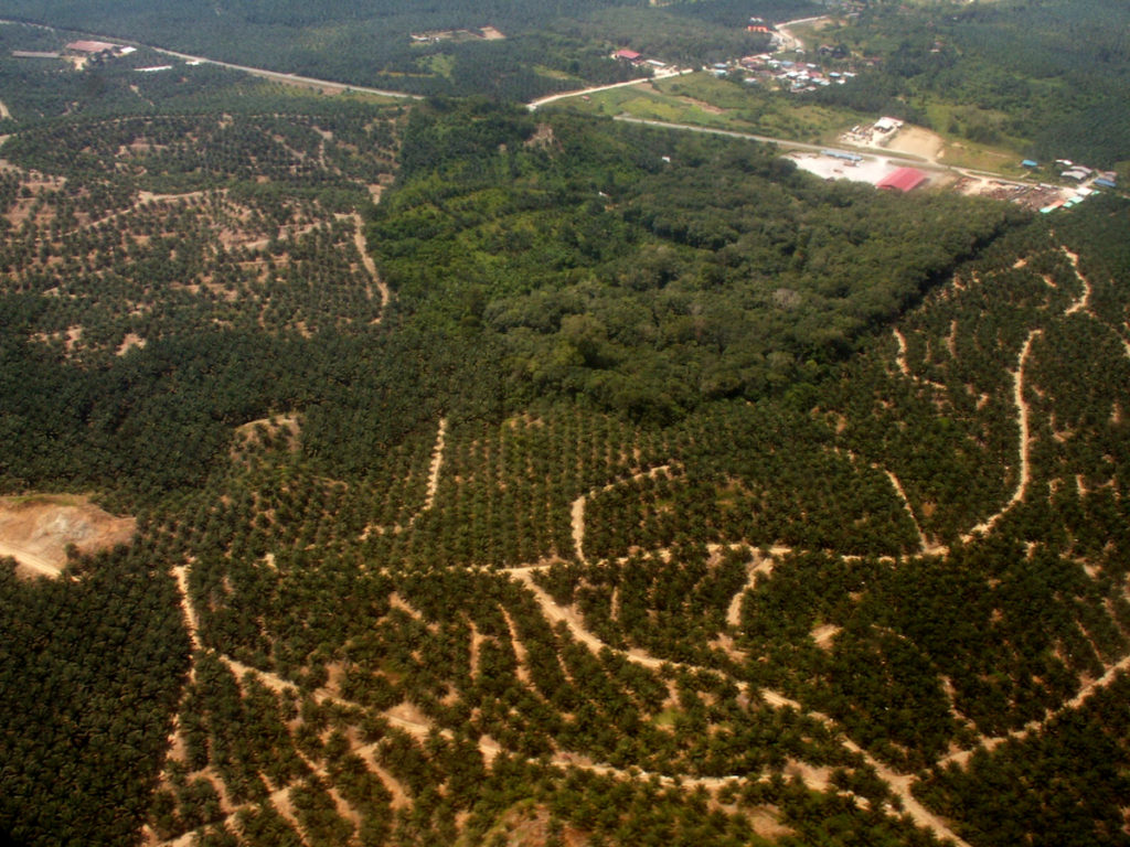 An aerial view of a small patch of densely forested, green rainforest amidst many rows of oil palm.