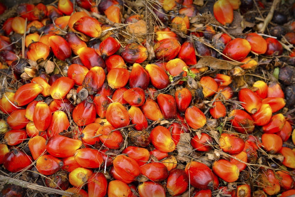 An overhead view of a pile of palm oil fruit mixed in with some brown stems. The fruit is slightly oblong, with bright reddish-orange skin that fades into yellow at one end.