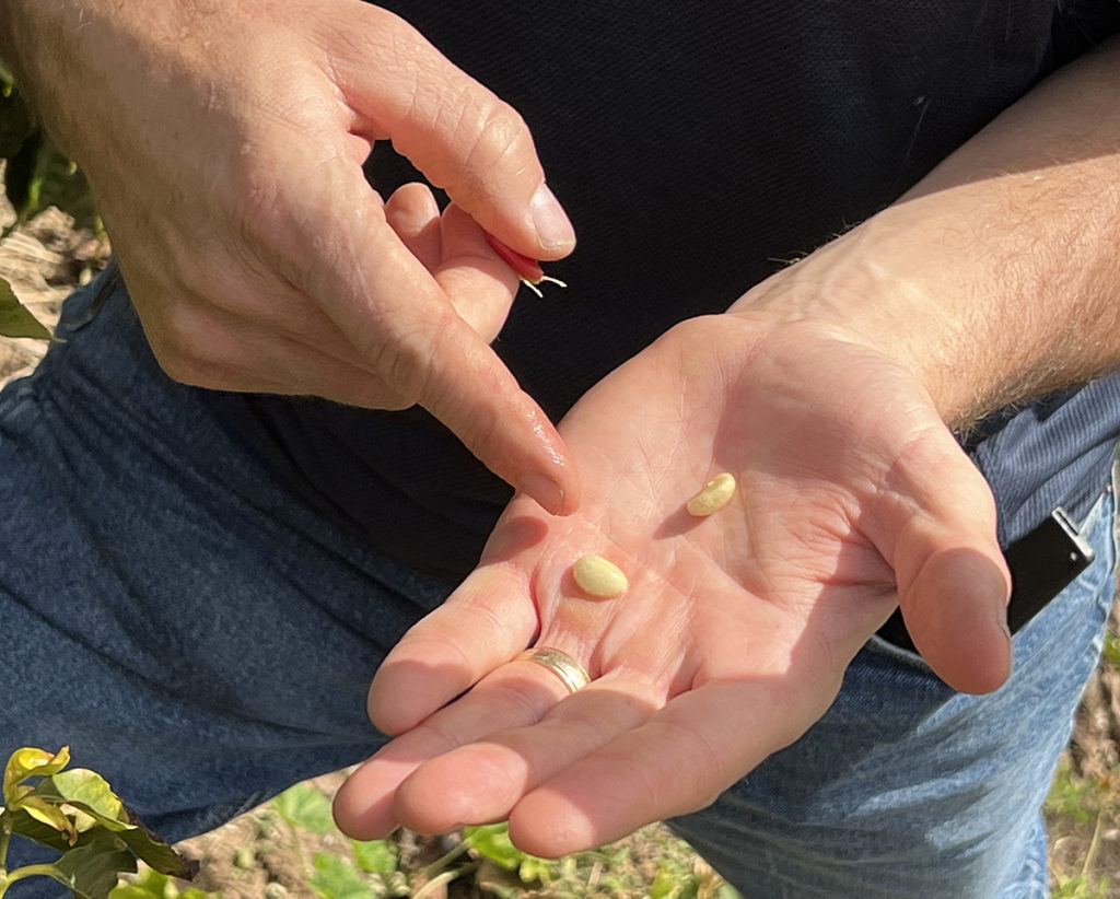 A mans points at his palm holding two fresh coffee seeds, each a pale, creamy yellow and about the size of a cannellini bean. 