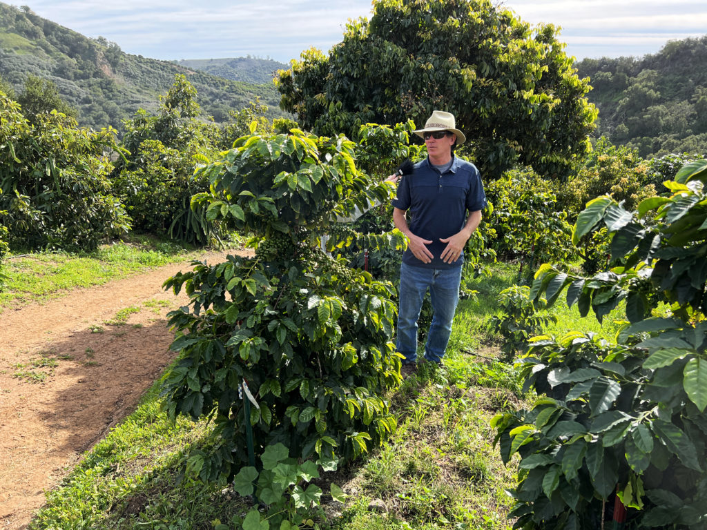 A Caucasian man in jeans, a dark blue polo, sunglasses and a floppy hat stands next to a coffee plant, covered in dark green leaves, about the same height as him. Rolling green hills and lush greenery fill the background.
