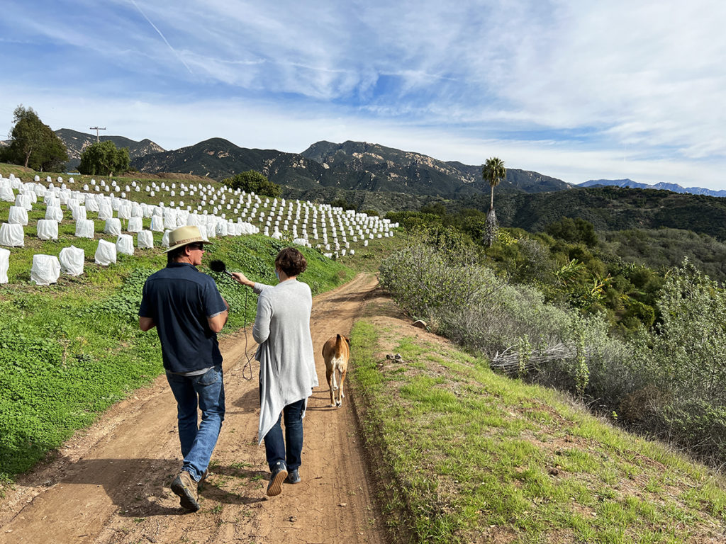 Nicola and Jay Ruskey walk down a dirt path, led by a light brown dog, with rolling hills in the background; to the left, young coffee trees dot the hills surrounded by white netting.