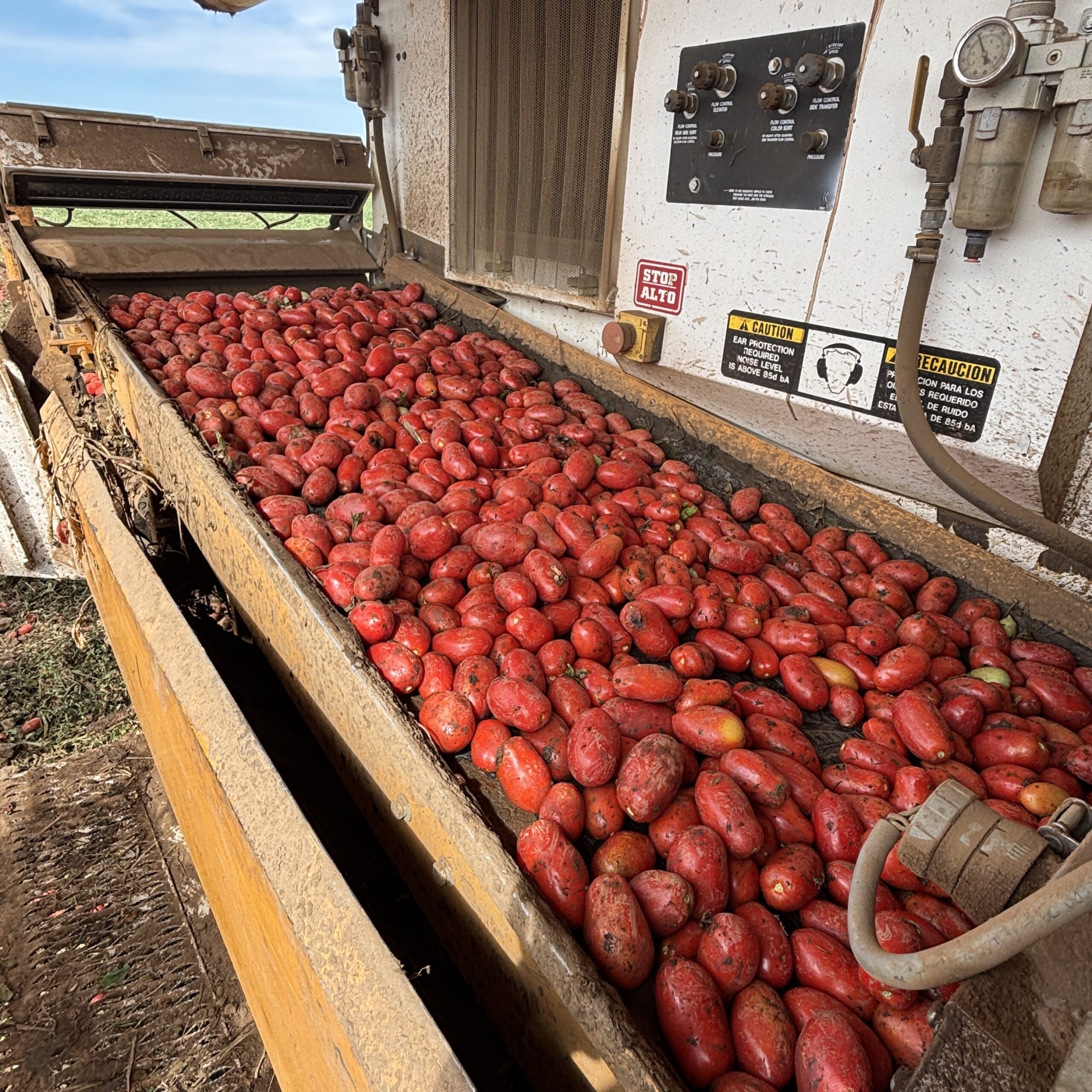 Canned Tomatoes and the Myth of the San Marzano - Gastropod