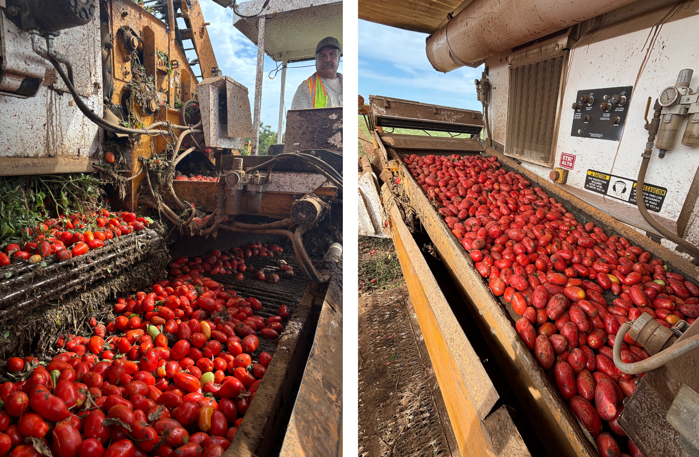 Canned Tomatoes and the Myth of the San Marzano - Gastropod