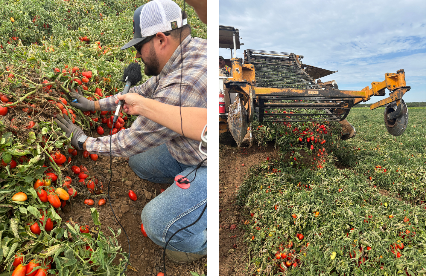 Canned Tomatoes and the Myth of the San Marzano - Gastropod